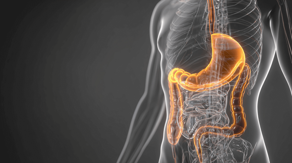 Medizinische 3D-Illustration des menschlichen Verdauungssystems mit hervorgehobenem Magen-Darm-Trakt in orange leuchtender Darstellung vor grauem Hintergrund