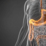 Medizinische 3D-Illustration des menschlichen Verdauungssystems mit hervorgehobenem Magen-Darm-Trakt in orange leuchtender Darstellung vor grauem Hintergrund