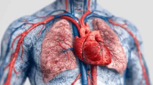 Medizinische Illustration des Herz-Kreislauf-Systems: Transparenter Oberkörper zeigt Herz, Arterien (rot) und Venen (blau) mit Blutfluss durch Lunge